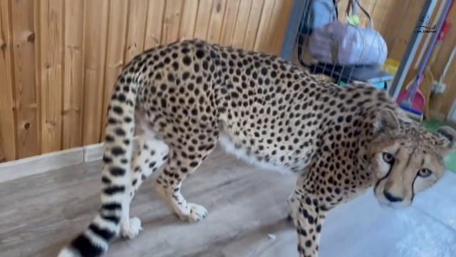 Гепард Герда одна дома! смотреть онлайн