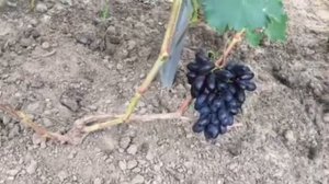 Виноград Натали-новинка на винограднике 2020г