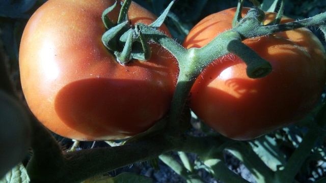 Помидоры Большая мамочка: описание и фото -характеристика томата БОЛЬШАЯ МАМОЧКА