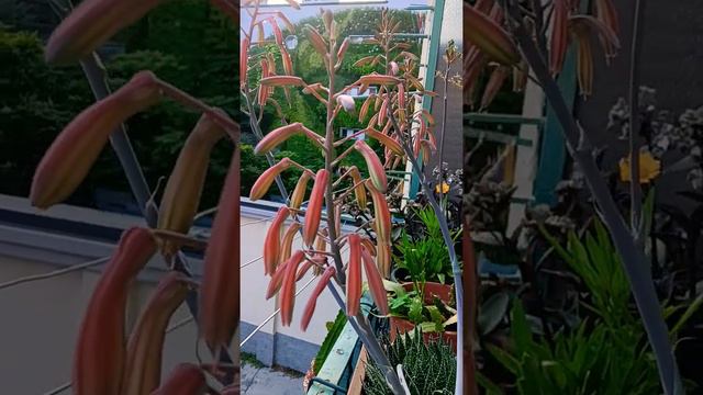 Lace Aloe смотреть онлайн