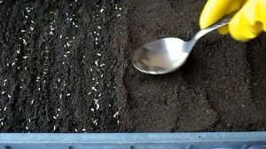 КРАСПЕДИЯ. Мне понравилось ТАК сеять.