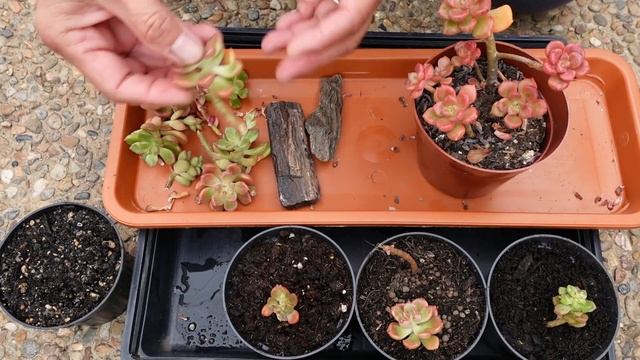 HOW TO Propagate Fast and Variegate GRAPTOSEDUM NOVA | Growing Succulents with LizK смотреть онлайн