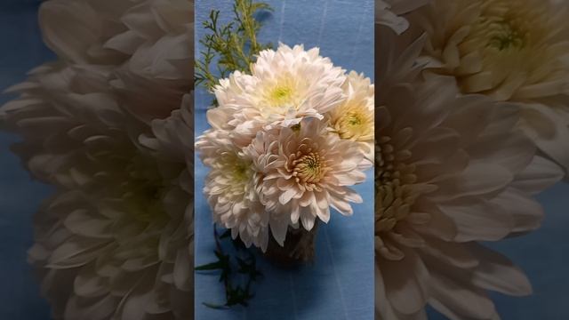 Хризантема одноголовая Zembla vanilla ?#хризантема #черенкихризантемы смотреть онлайн