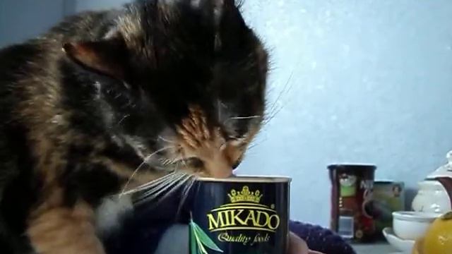 наша кошка любит оливки смотреть онлайн