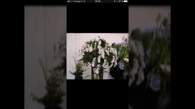 Обзор посылки с eBay с орхидеей Sarcochilus.Орхидеи По почте. смотреть онлайн