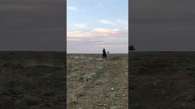 стандартбредный американский рысак Голливуд- Калмыкия смотреть онлайн