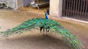 Как павлин распускает хвост. Смотреть