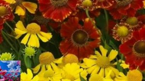 Гелениум - многолетний цветок