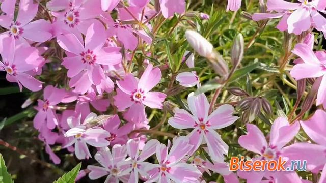 Флоксы шиловидные. Май 2020. Начало. / Phlox subulate. May 2020. Beginning. смотреть онлайн