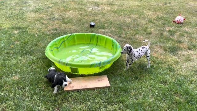Pool time for Cookie and Java смотреть онлайн
