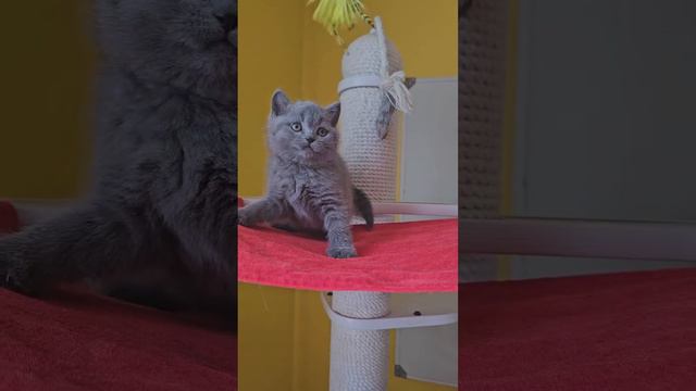 Британский котенок Thomas (Томас). Настоящий британец. Окрас: голубой (BRI a) смотреть онлайн