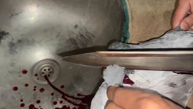 Pigeon slaughter смотреть онлайн