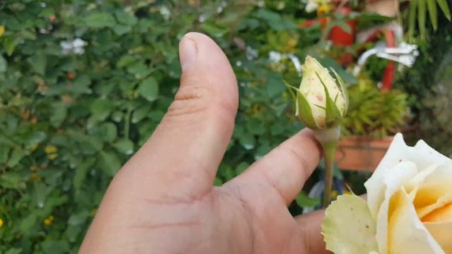 Versilia / NIRP International 1996 - rose - rosa - rosier смотреть онлайн