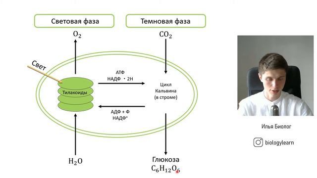 Фотосинтез за 10 минут | ЕГЭ по биологии смотреть онлайн