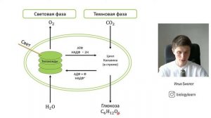 Фотосинтез за 10 минут | ЕГЭ по биологии