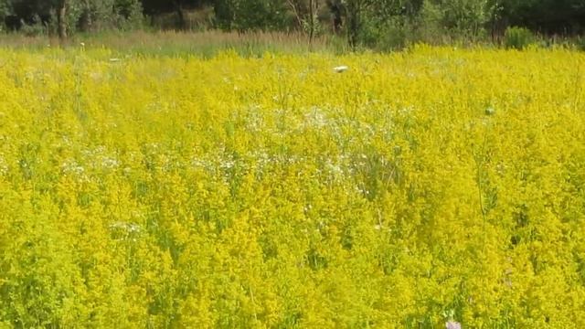 Луг, покрытый золотарником, от 30.06.2017 смотреть онлайн