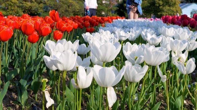 Парад тюльпанов - самое яркое событие Крыма! Ялта 2024 - Крым. смотреть онлайн