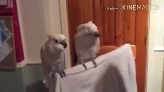 Может ли попугай двигаться в такт музыке смотреть онлайн