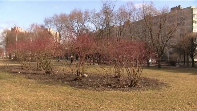 Дерен белый - красная кора и пестролистные формы смотреть онлайн