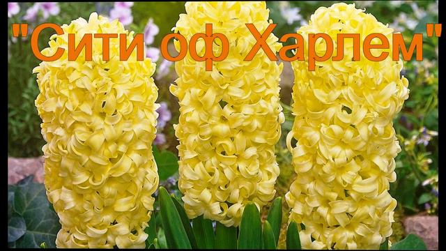 Гиацинты смотреть онлайн