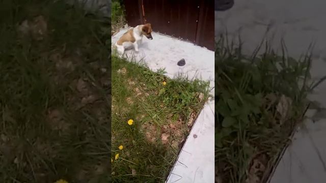 Джек Рассел терьер против огромного удава смотреть онлайн