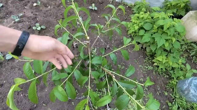 Летняя обрезка и формировка персика. смотреть онлайн