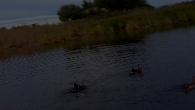 Ducks//Дикая утка на водоеме осенью. Амурская область, Николаевка, сентябрь 2021г. смотреть онлайн