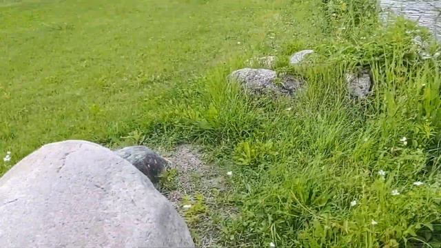 MY DOG JACK GOES SWIMMING AT RIFLE RIVER , JIN & MIKE'S PROPERTY смотреть онлайн