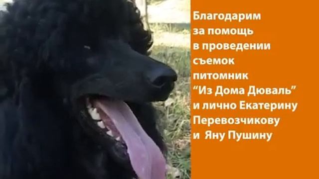 БОЛЬШОЙ КОРОЛЕВСКИЙ ПУДЕЛЬ.Huge royal poodle.كلب ملكي ضخم..विशाल शाही पूडल।.Odessa. смотреть онлайн