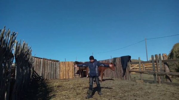 Сколько стоит лошадь.