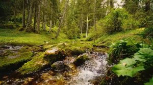 Звуки Природы. Шум Леса, Пение Птиц, Журчание Ручья Для Отдыха, Медитации и Снятия Стресса.
