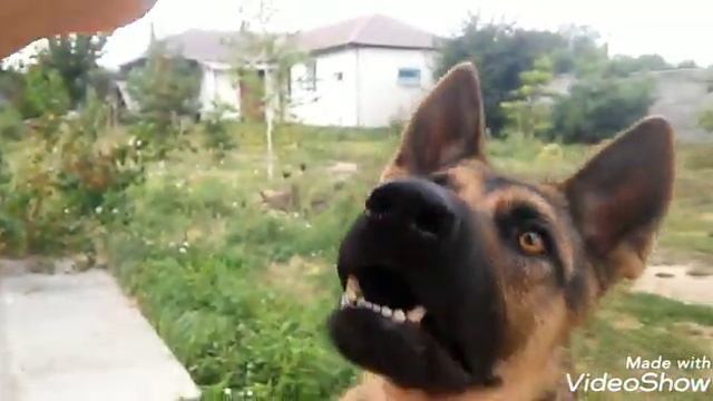 Играем вместе с Даной смотреть онлайн