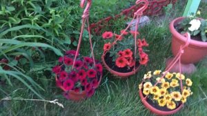 Обзор петуний и петхоа в июне. Чем подкормить для пышного цветения.