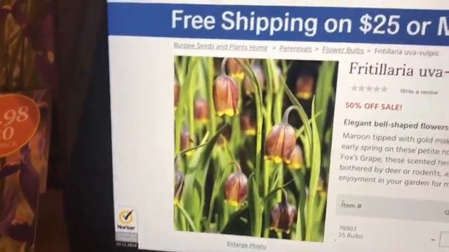 💐моя коллекция из луковичных увеличилась для моего сада 2020 часть3🌷🌼💐 смотреть онлайн