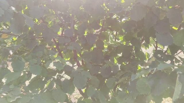 Фундук. Результат збору врожаю з восьмирічного куща сорту Караманівський 20.08.2023 смотреть онлайн