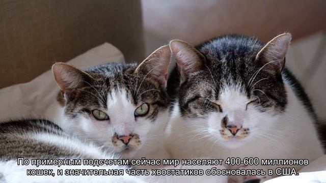 1 марта — Всемирный день кошек смотреть онлайн