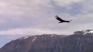 «Полёт Кондора»