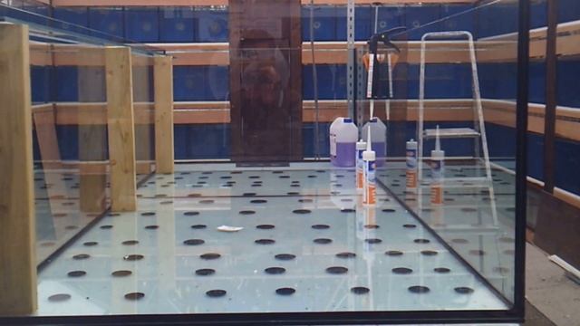 new tropical fish shop build, Final week catch up!! смотреть онлайн