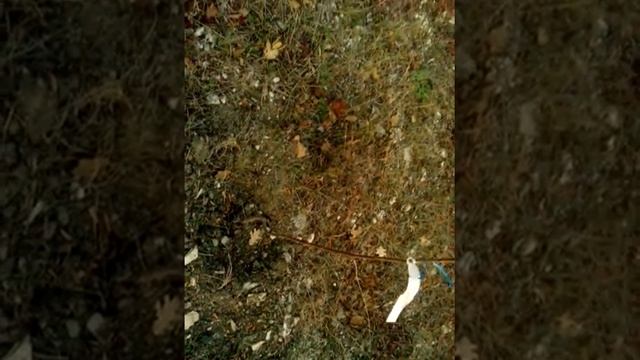 Мы посадили черешню однолетку. Осенние посадки. смотреть онлайн