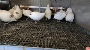 Перепела. Формирование материнского стада.