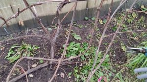 КАК ОБРЕЗАТЬ ВИНОГРАД ОСЕНЬЮ для начинающих пошаговое видео
