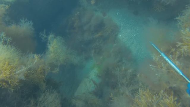 МАСТЕРА ЗАСАДЫ. ПОДВОДНАЯ ОХОТА В ЧЕРНОМ МОРЕ. смотреть онлайн