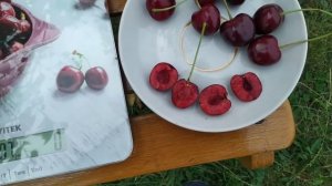 Черешня Кордия 09.07.2022