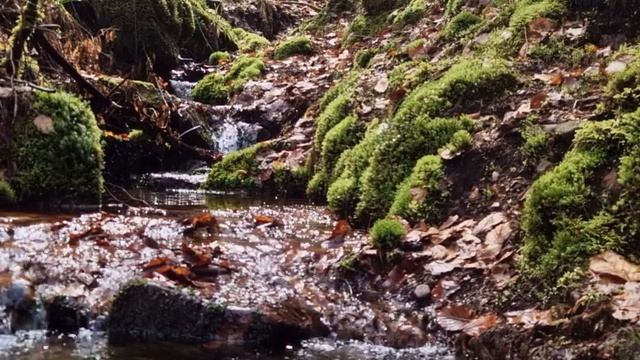 Приятный звук воды. Лесной ручей. Звуки воды для йоги и релаксации смотреть онлайн