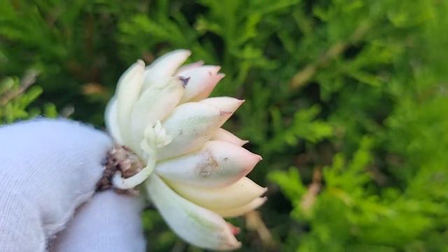Echeveria Mebina variegated смотреть онлайн