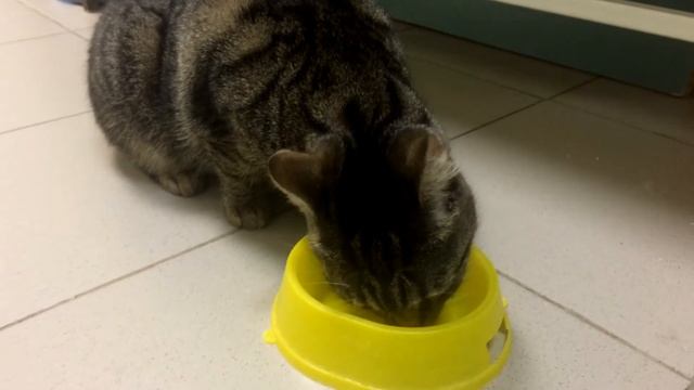 Кошка ест ФИТОПАСТУ для выведения шерсти