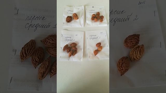 Стратификация - 2020. Плодовый сад в Сибири. Персик, абрикос, слива, яблоня смотреть онлайн