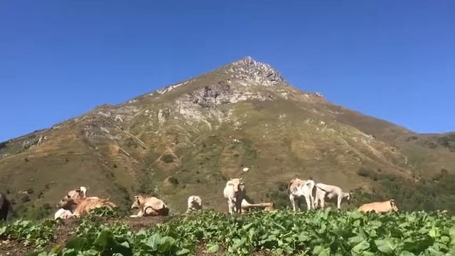 Стадо коров на тропе «От снежников до водопадов» на Роза Хутор смотреть онлайн