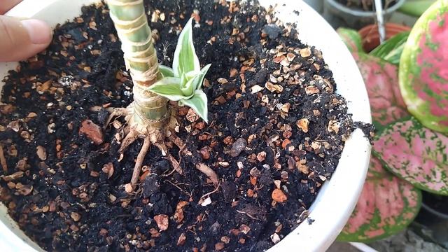 Комнатные растения.Пора заносить цветы в дом. смотреть онлайн