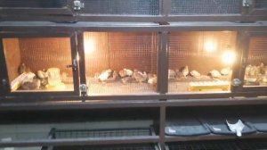 Как и где содержать перепелов в домашних условиях - клетки, помещение сделай сам